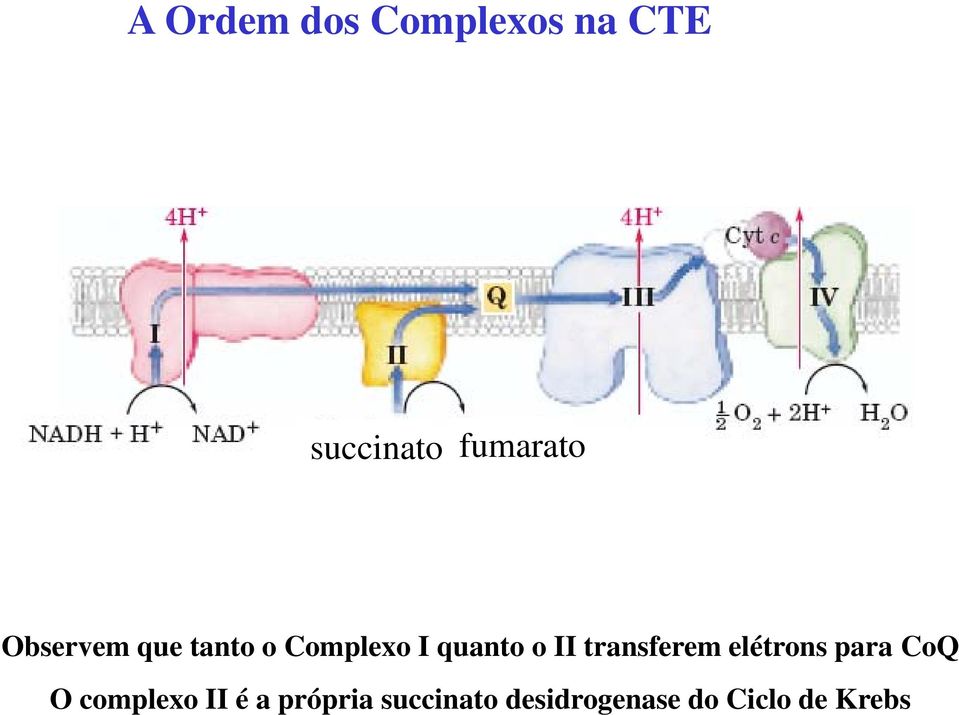 quanto o II transferem elétrons para CoQ O