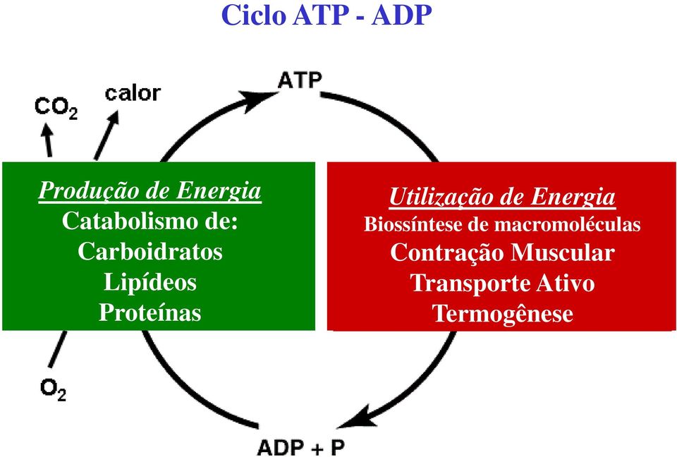 Proteínas Utilização de Energia Biossíntese