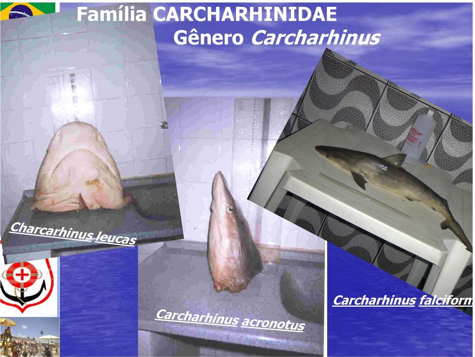 Charcarhinus leucas