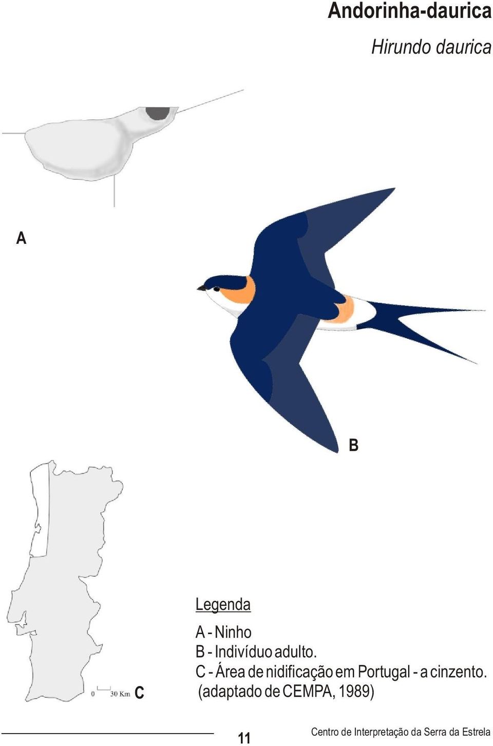 C - Área de nidificação em Portugal - a cinzento.