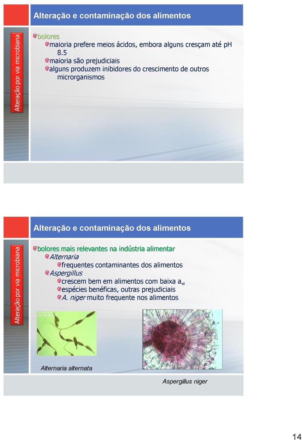 relevantes na indústria alimentar Alternaria frequentes contaminantes dos alimentos Aspergillus crescem bem