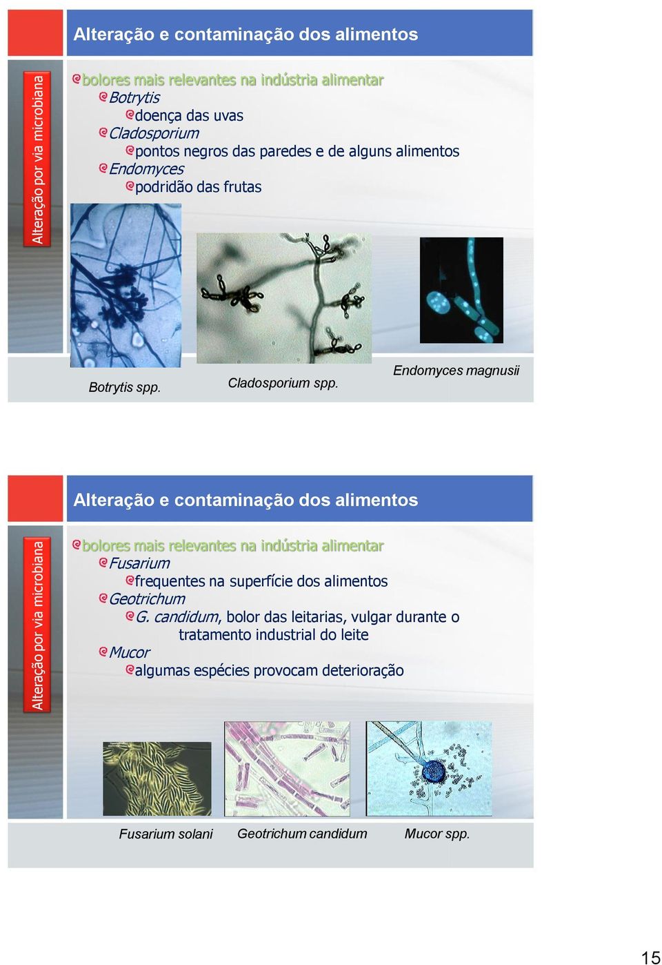 Endomyces magnusii bolores mais relevantes na indústria alimentar Fusarium frequentes na superfície dos alimentos