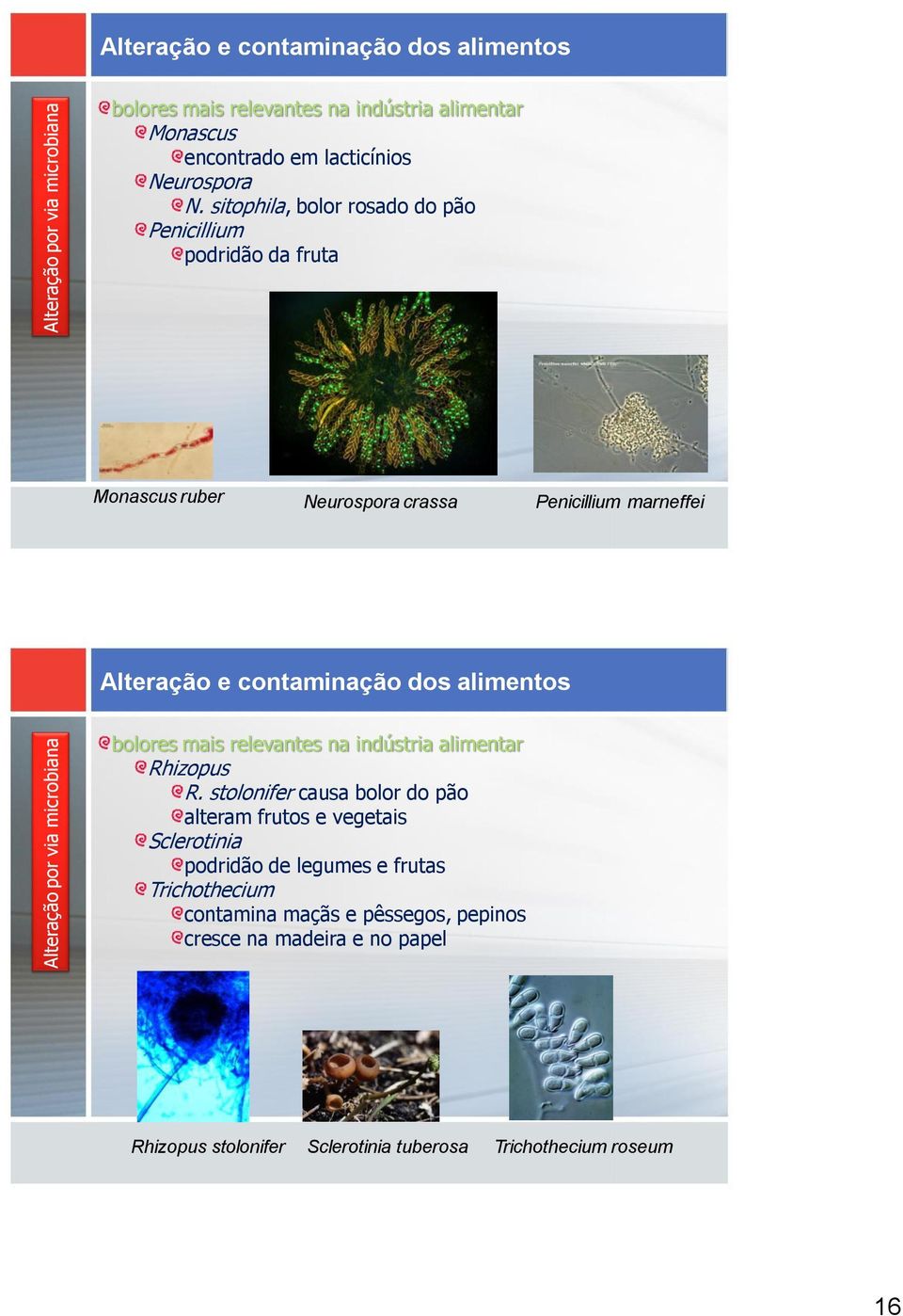 mais relevantes na indústria alimentar Rhizopus R.