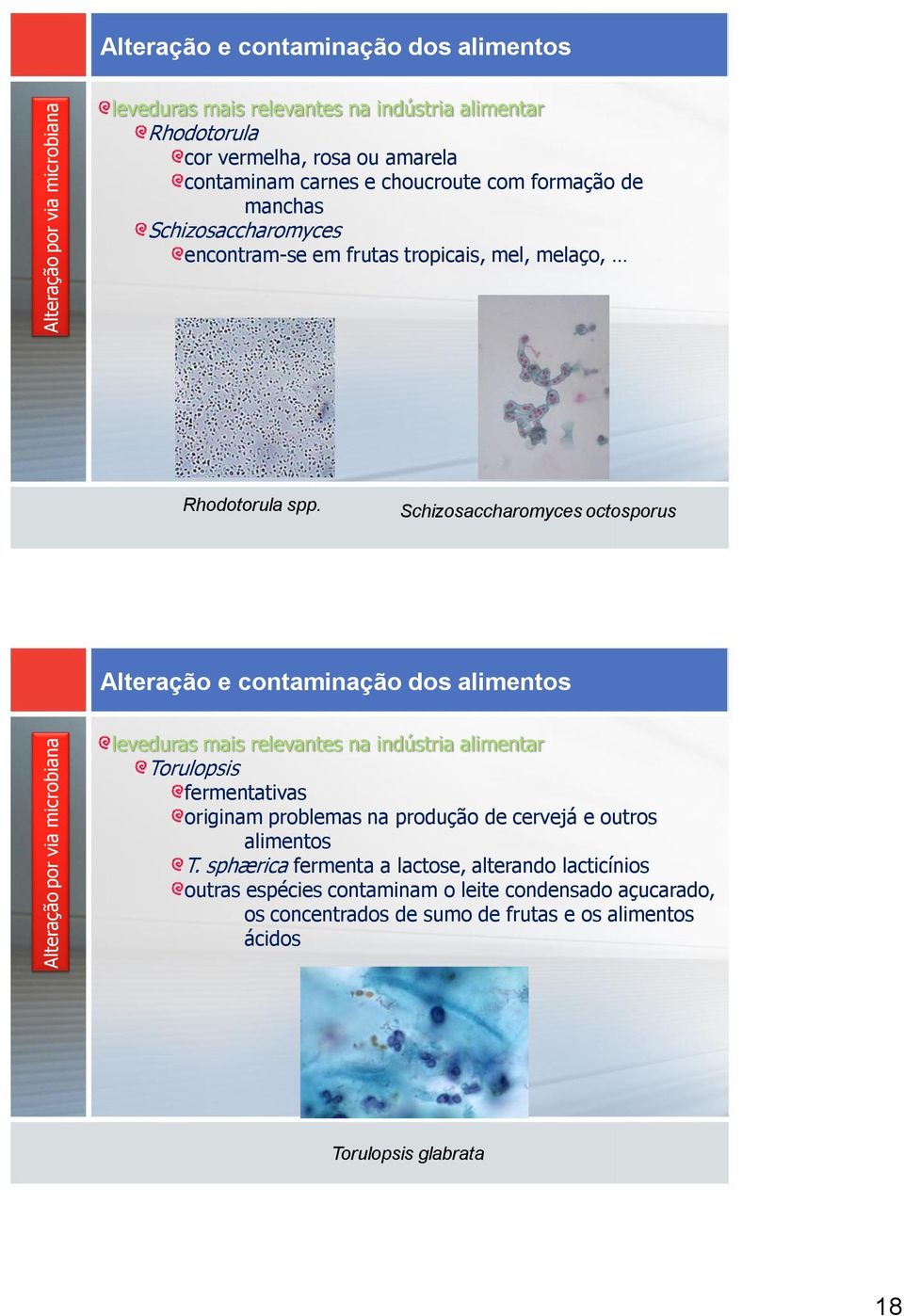 Schizosaccharomyces octosporus leveduras mais relevantes na indústria alimentar Torulopsis fermentativas originam problemas na produção de cervejá