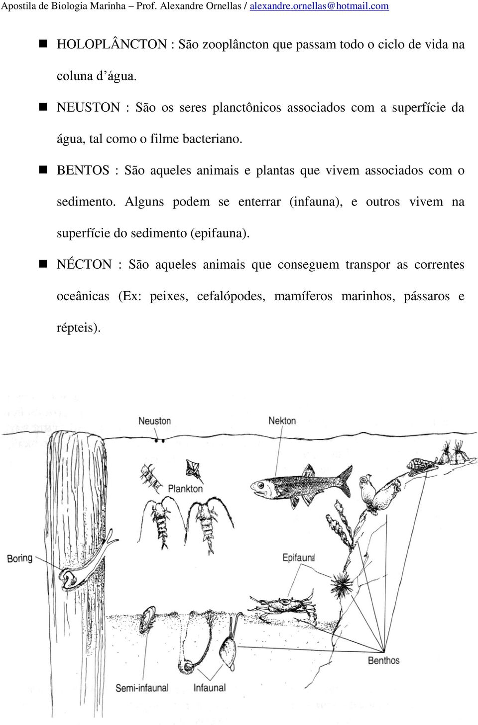 BENTOS : São aqueles animais e plantas que vivem associados com o sedimento.