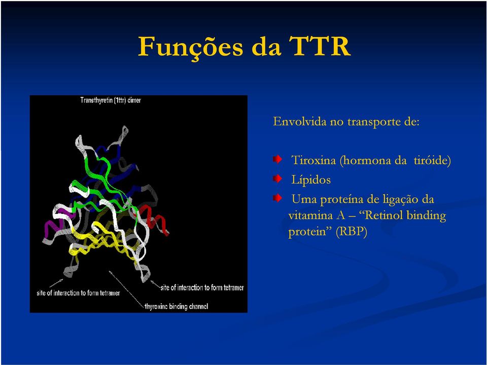 tiróide) Lípidos Uma proteína de