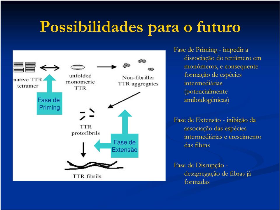 (potencialmente amiloidogénicas) Fase de Extensão - inibição da associação das espécies