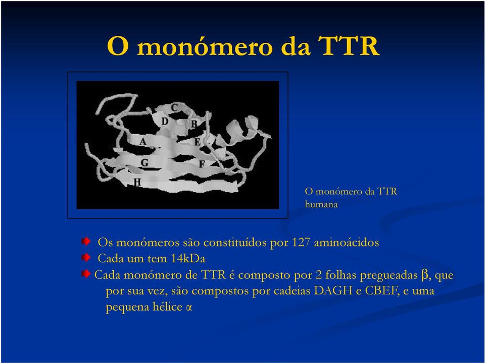 monómero de TTR é composto por 2 folhas pregueadas β, que por