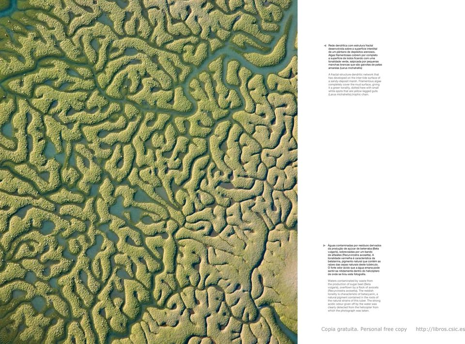 fractal-structure dendritic network that has developed on the inter-tide surface of a sandy-deposit marsh.