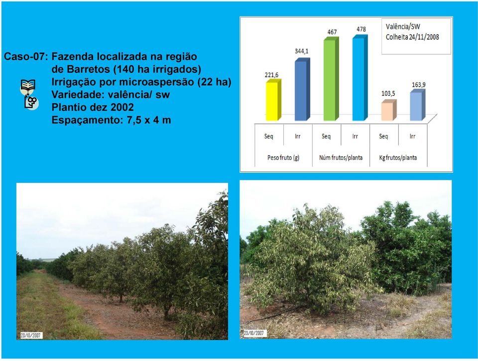 microaspersão (22 ha) Variedade: