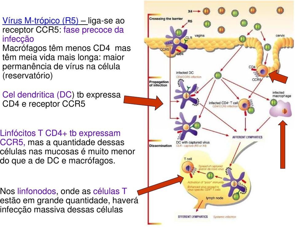 receptor CCR5 Linfócitos T CD4+ tb expressam CCR5, mas a quantidade dessas células nas mucosas é muito menor do