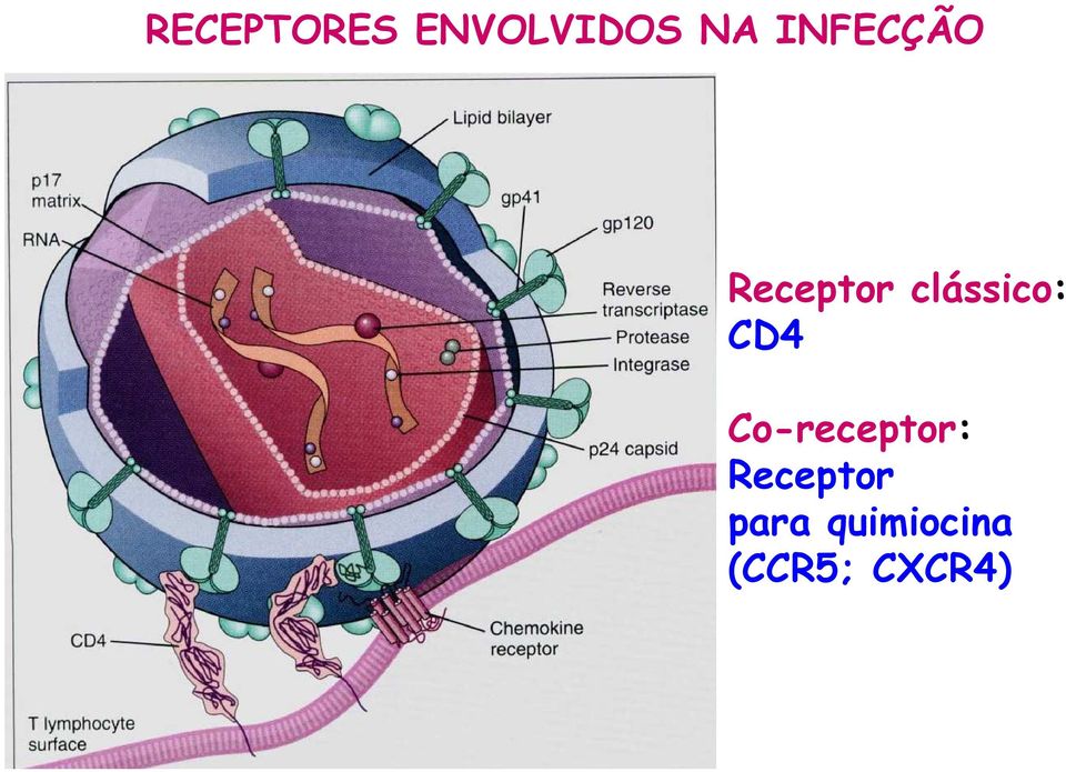 Receptor para quimiocina (CCR5;