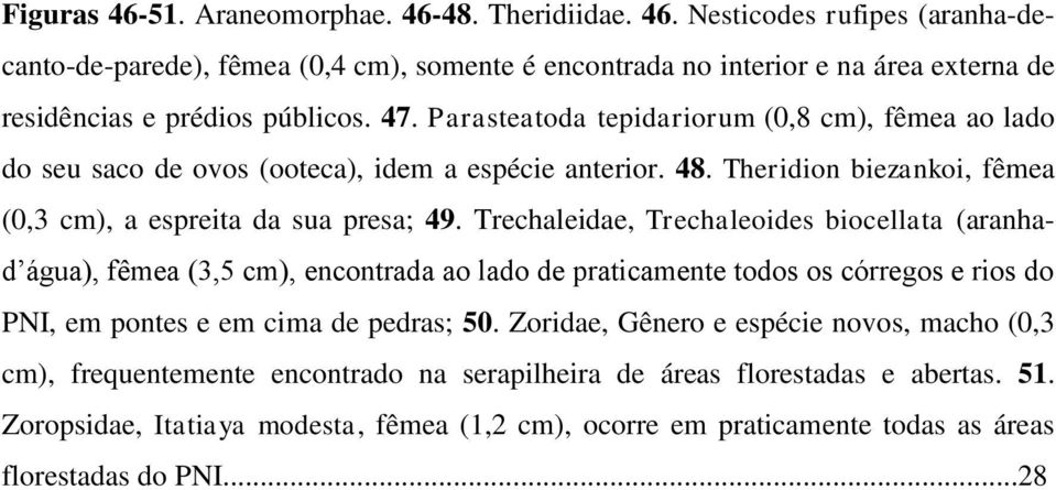 Trechaleidae, Trechaleoides biocellata (aranhad água), fêmea (3,5 cm), encontrada ao lado de praticamente todos os córregos e rios do PNI, em pontes e em cima de pedras; 50.