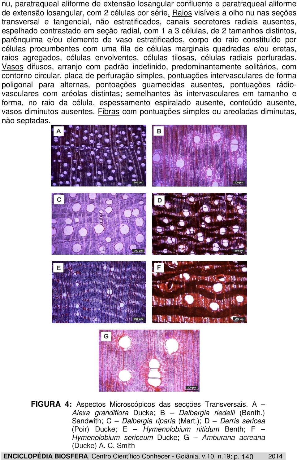 distintos, parênquima e/ou elemento de vaso estratificados, corpo do raio constituído por células procumbentes com uma fila de células marginais quadradas e/ou eretas, raios agregados, células