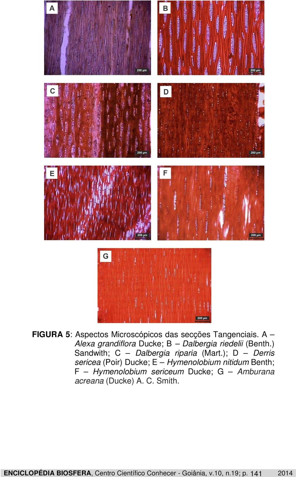 ); D Derris sericea (Poir) Ducke; E Hymenolobium nitidum Benth; F Hymenolobium sericeum