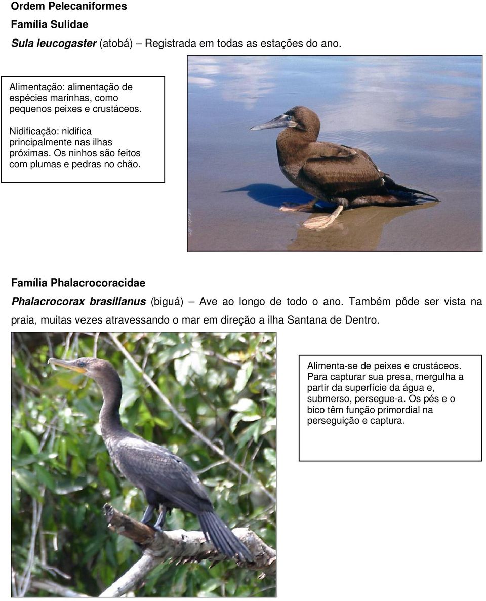 Os ninhos são feitos com plumas e pedras no chão. Família Phalacrocoracidae Phalacrocorax brasilianus (biguá) Ave ao longo de todo o ano.