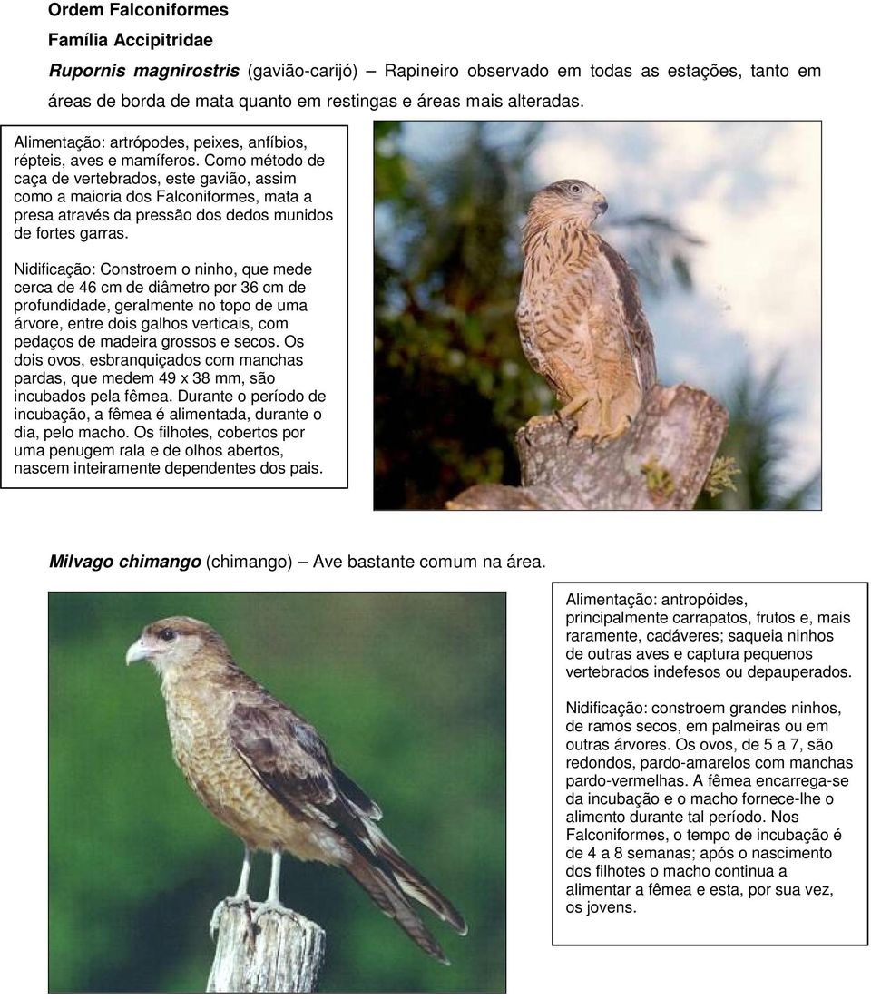 Como método de caça de vertebrados, este gavião, assim como a maioria dos Falconiformes, mata a presa através da pressão dos dedos munidos de fortes garras.