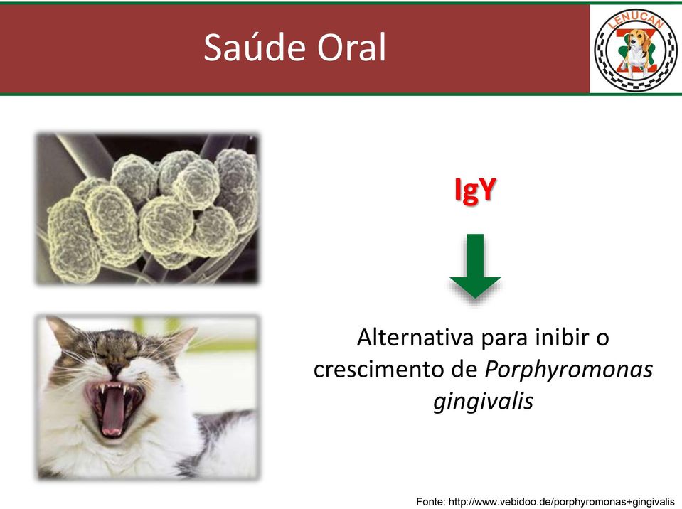 Porphyromonas gingivalis Fonte: