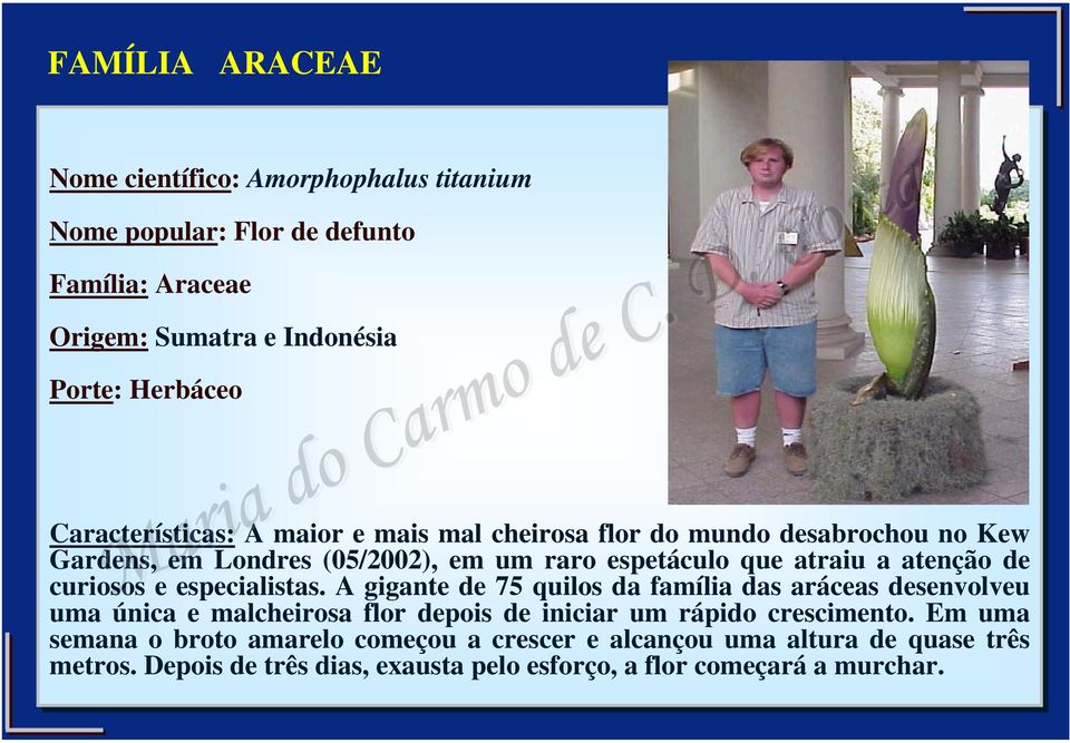 especialistas. A gigante de 75 quilos da família das aráceas desenvolveu uma única e malcheirosa flor depois de iniciar um rápido crescimento.