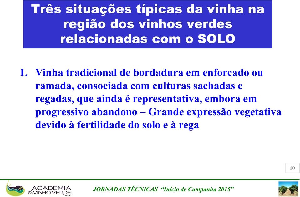 Vinha tradicional de bordadura em enforcado ou ramada, consociada com culturas