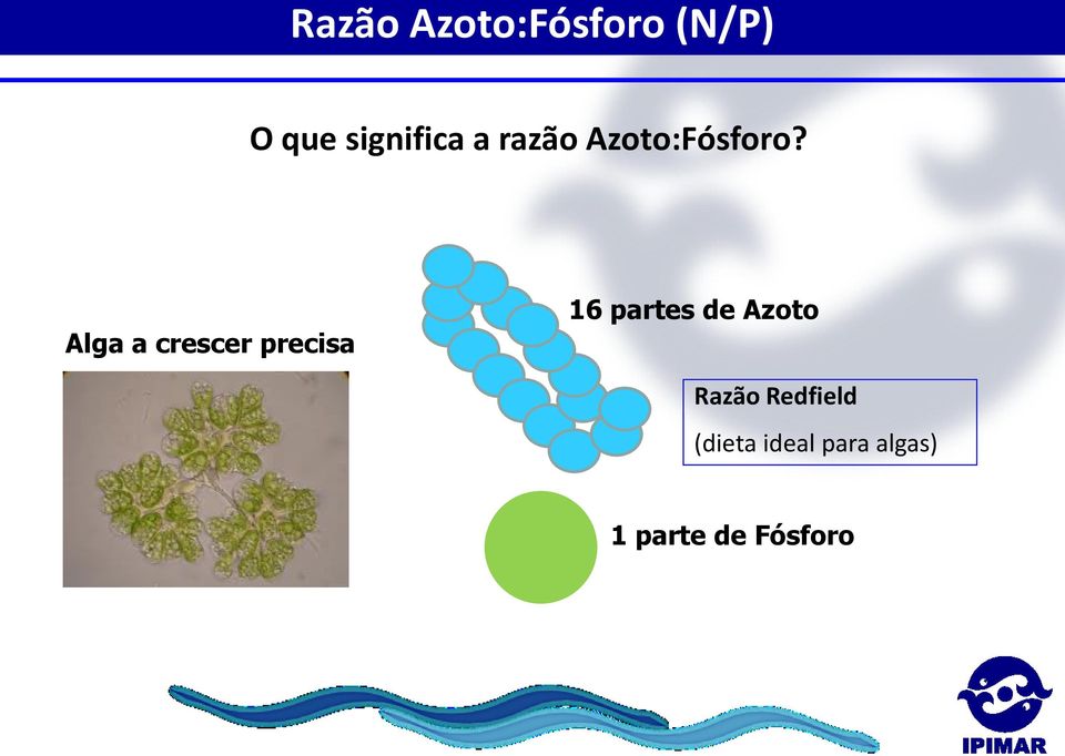 a razão Azoto:Fósforo?