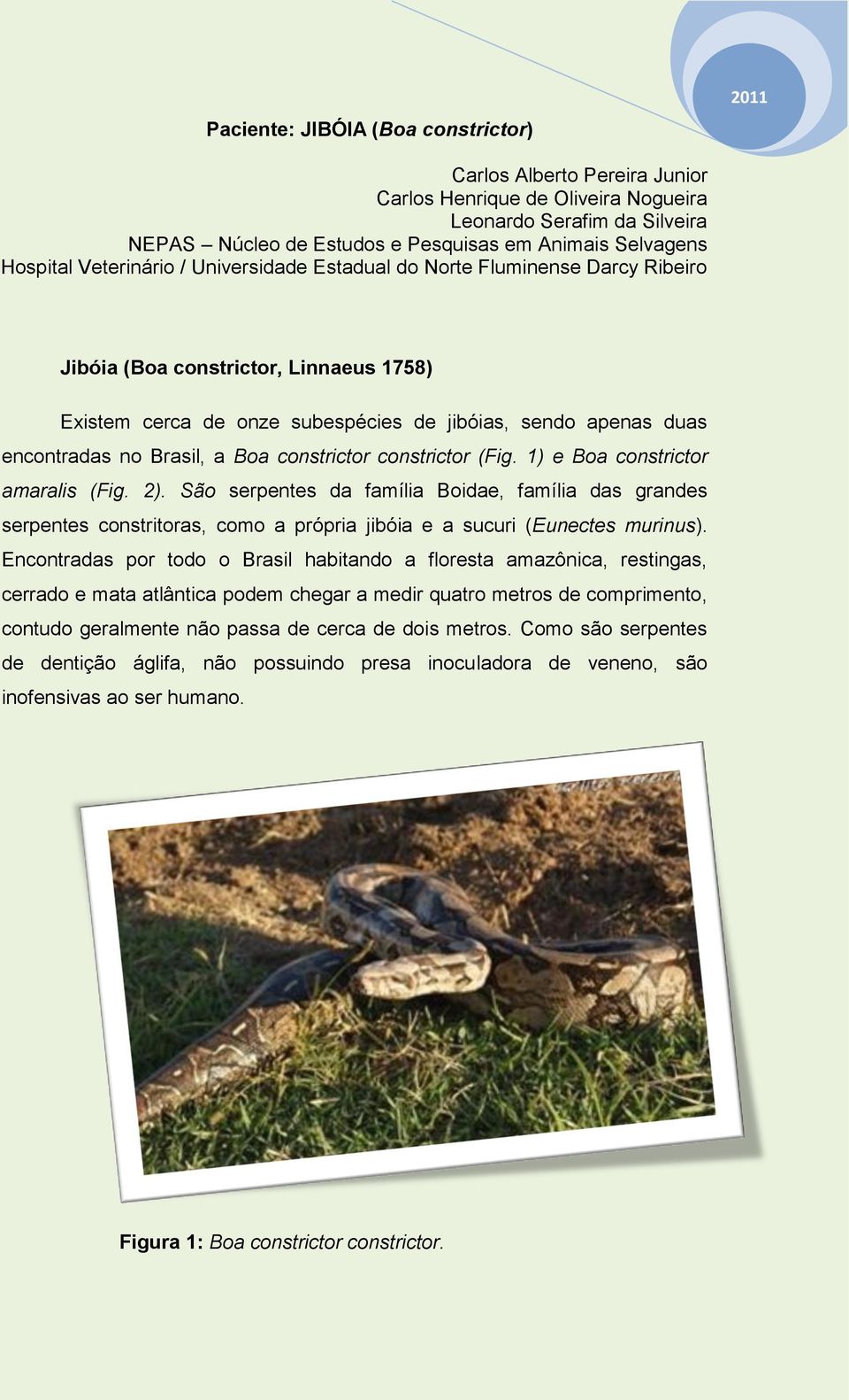 1) e Boa constrictor amaralis (Fig. 2). São serpentes da família Boidae, família das grandes serpentes constritoras, como a própria jibóia e a sucuri (Eunectes murinus).