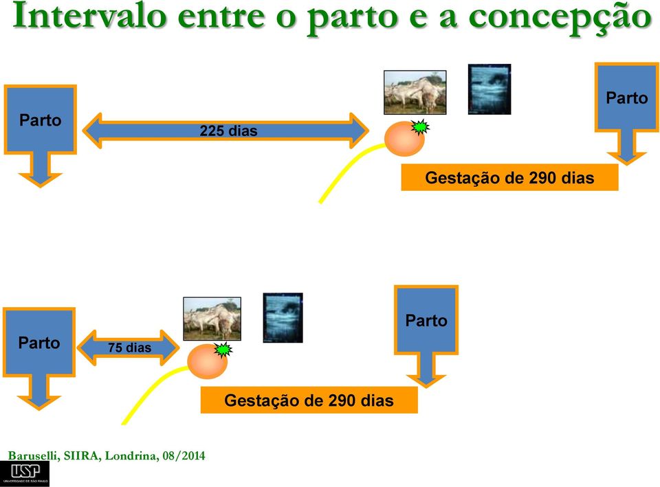 serviço = 75 dias (2,5 meses) Intervalo entre partos = 365 dias (12 meses) Parto 75 dias + Parto