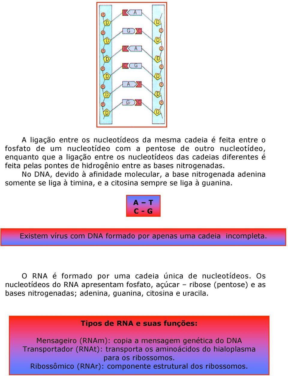 A T C - G Existem vírus com DNA formado por apenas uma cadeia incompleta. O RNA é formado por uma cadeia única de nucleotídeos.