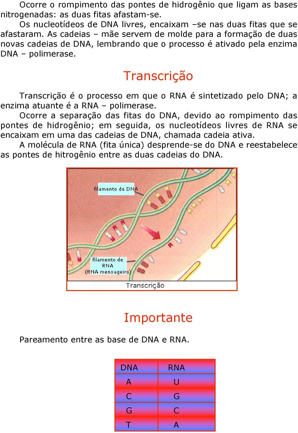 Transcrição Transcrição é o processo em que o RNA é sintetizado pelo DNA; a enzima atuante é a RNA polimerase.