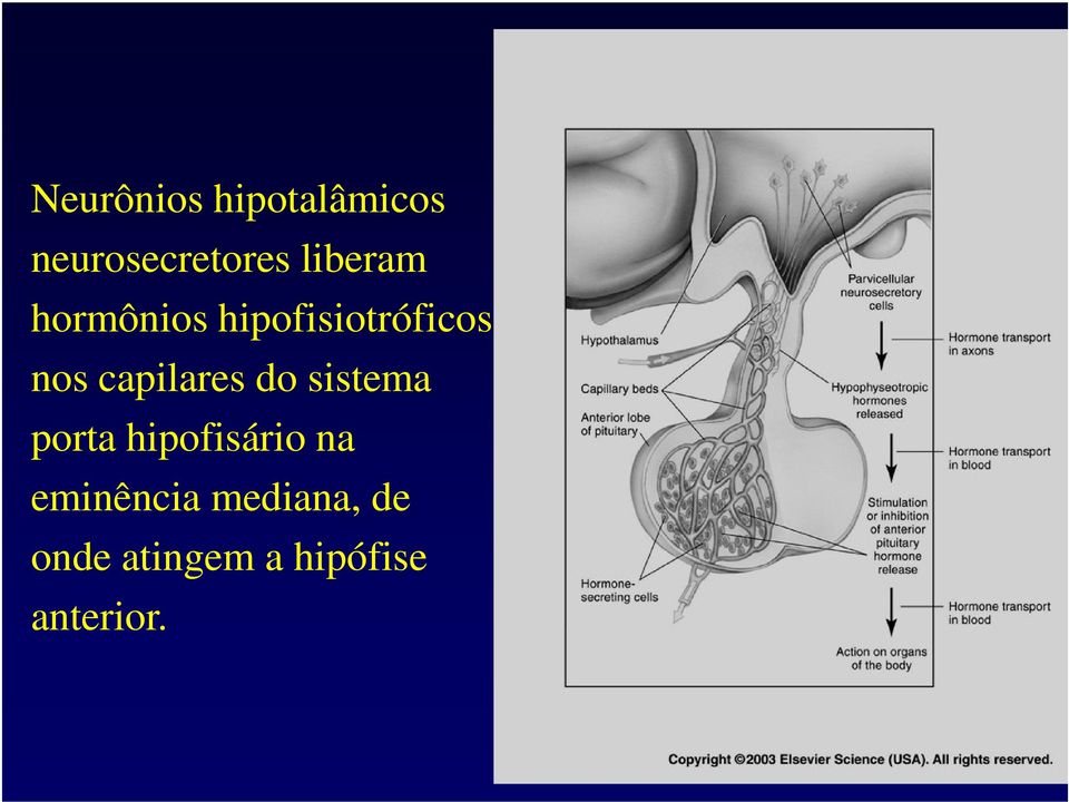 capilares do sistema porta hipofisário na