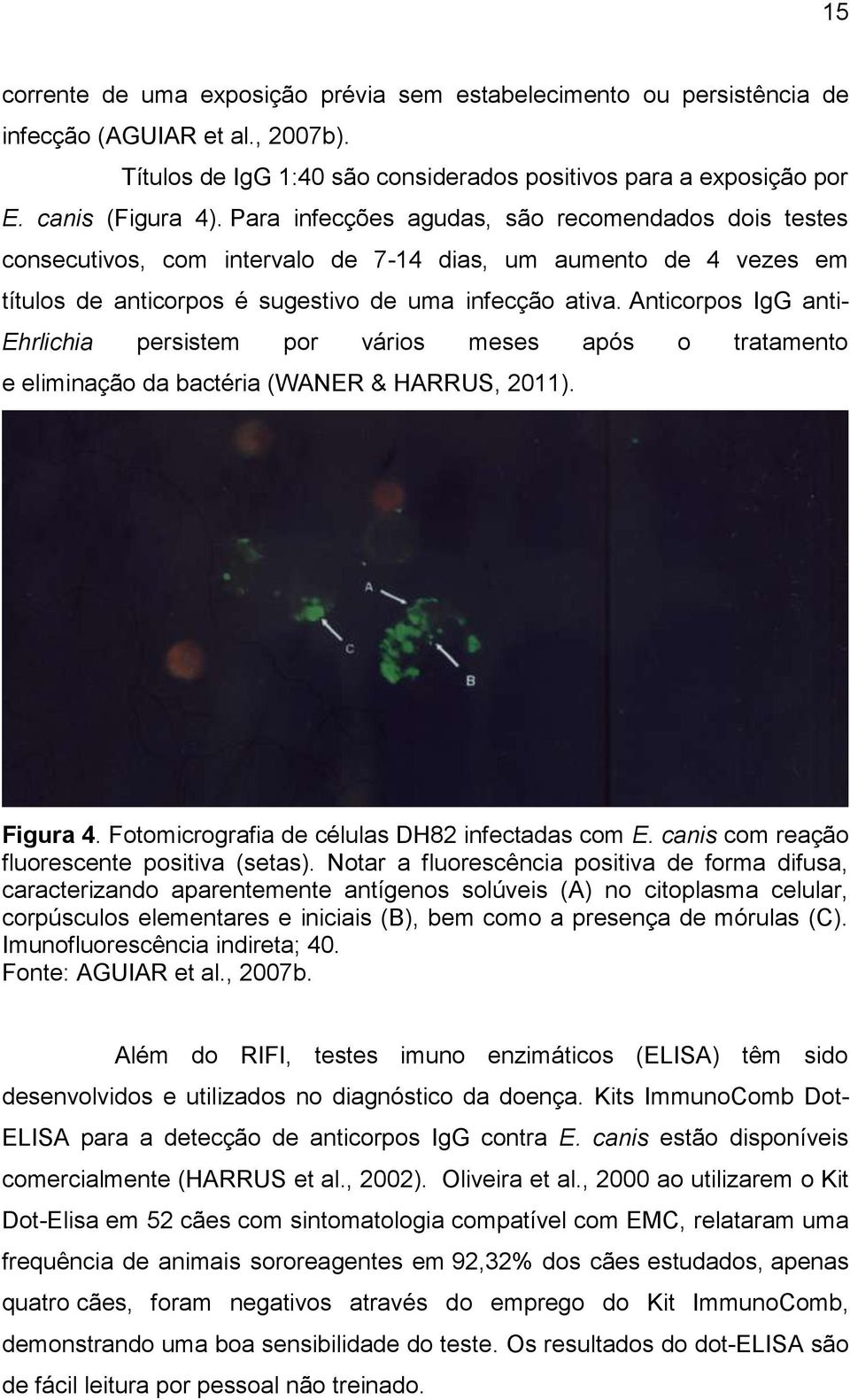 Anticorpos IgG anti- Ehrlichia persistem por vários meses após o tratamento e eliminação da bactéria (WANER & HARRUS, 2011). Figura 4. Fotomicrografia de células DH82 infectadas com E.