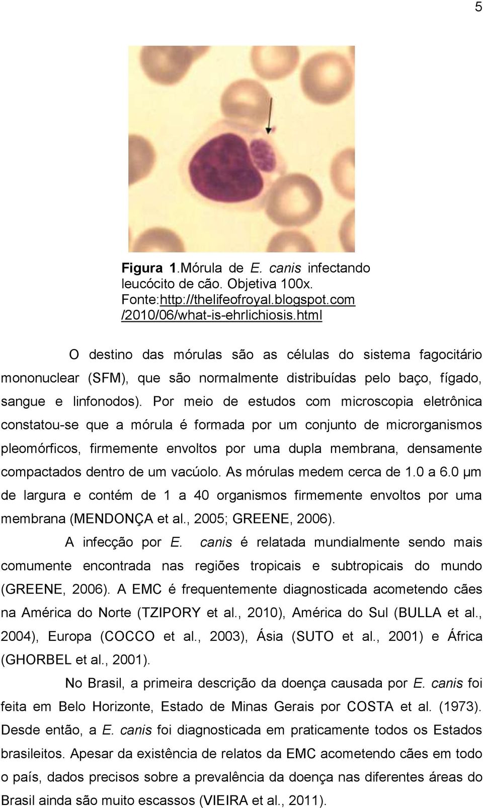 Por meio de estudos com microscopia eletrônica constatou-se que a mórula é formada por um conjunto de microrganismos pleomórficos, firmemente envoltos por uma dupla membrana, densamente compactados