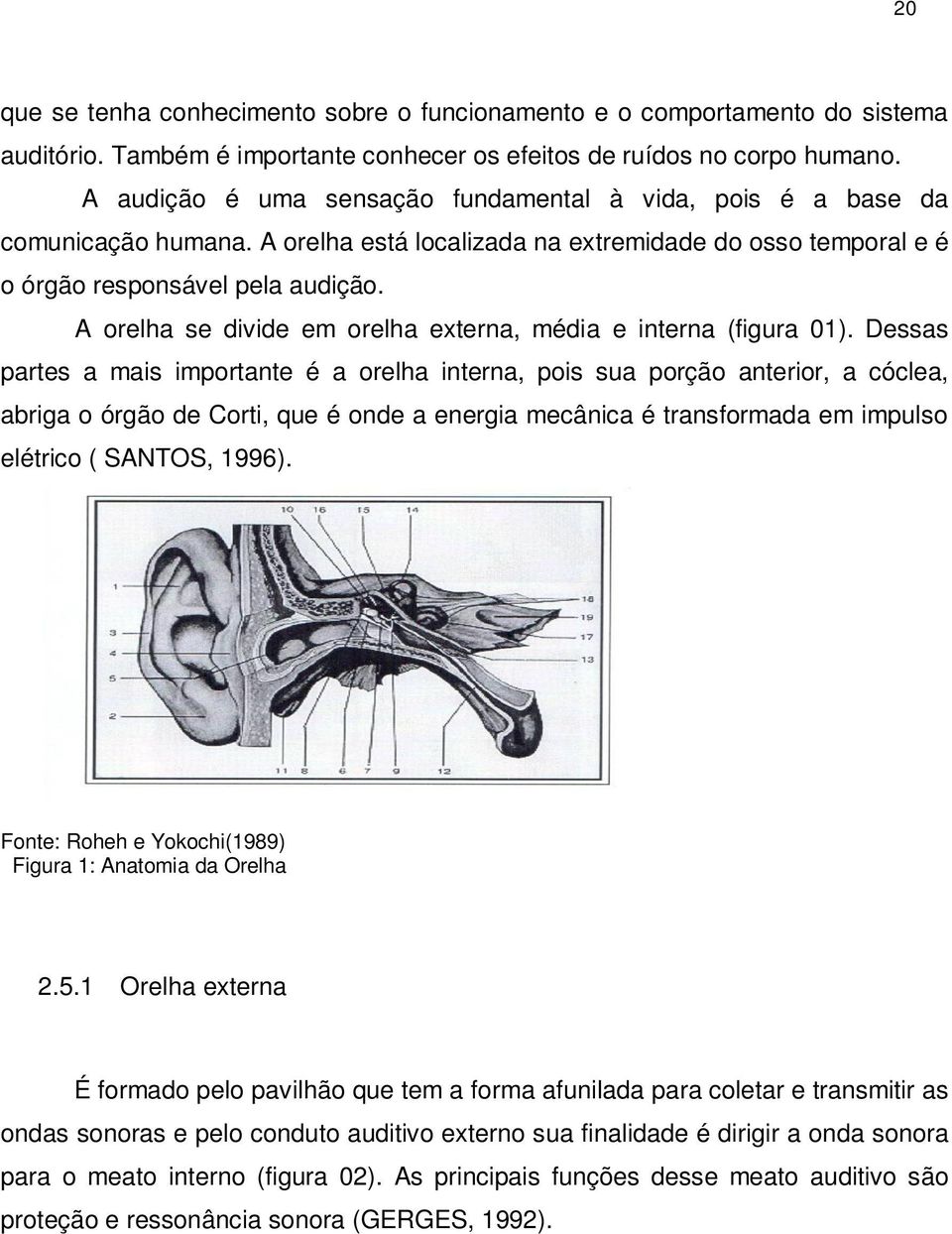 A orelha se divide em orelha externa, média e interna (figura 01).