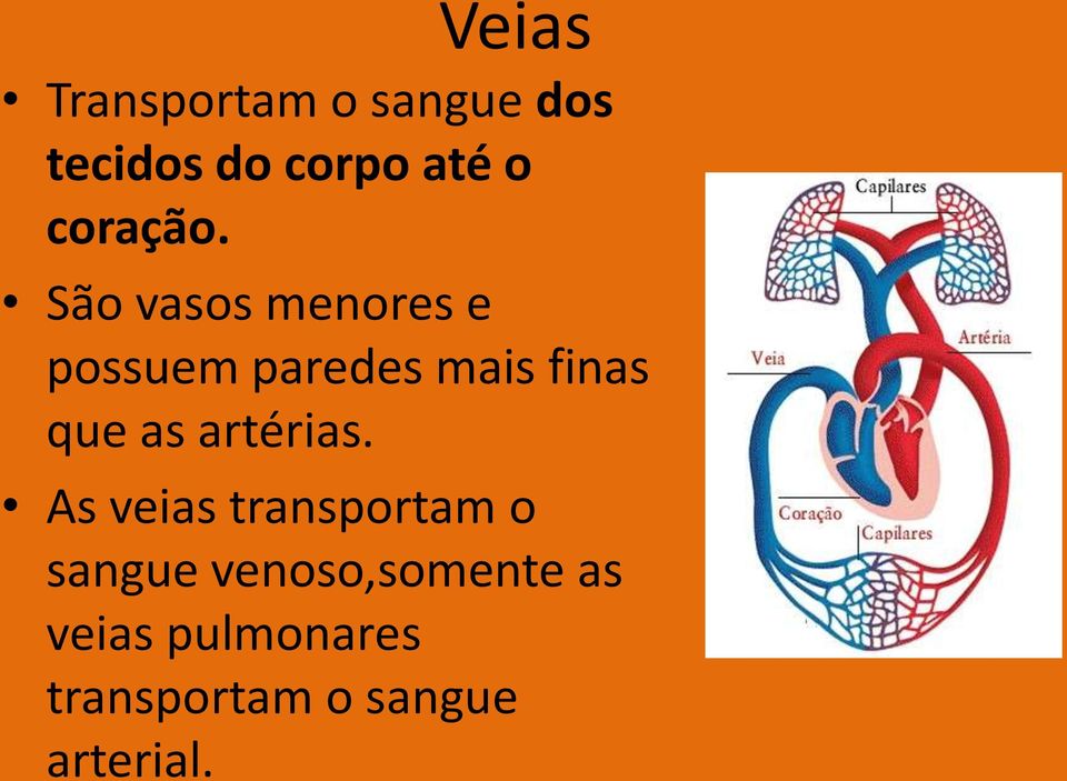 São vasos menores e possuem paredes mais finas que as