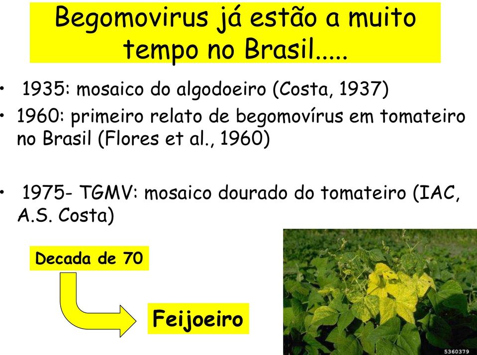 relato de begomovírus em tomateiro no Brasil (Flores et al.