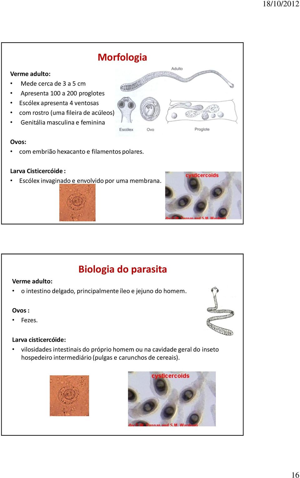 Larva Cisticercóide : Escólex invaginado e envolvido por uma membrana.