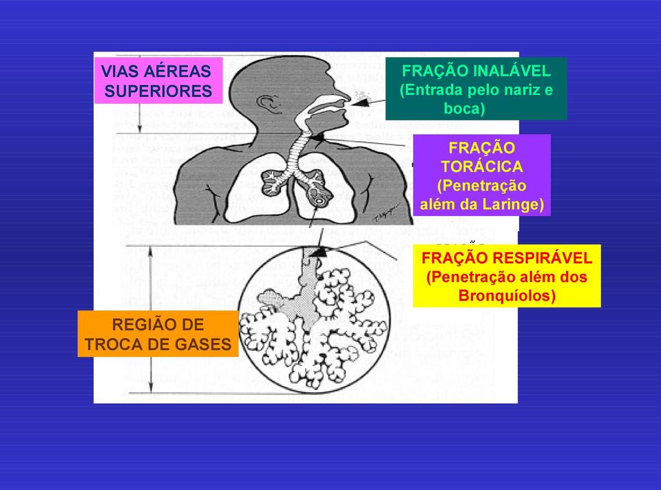 (Penetração além da Laringe) FRAÇÃO RESPIRÁVEL