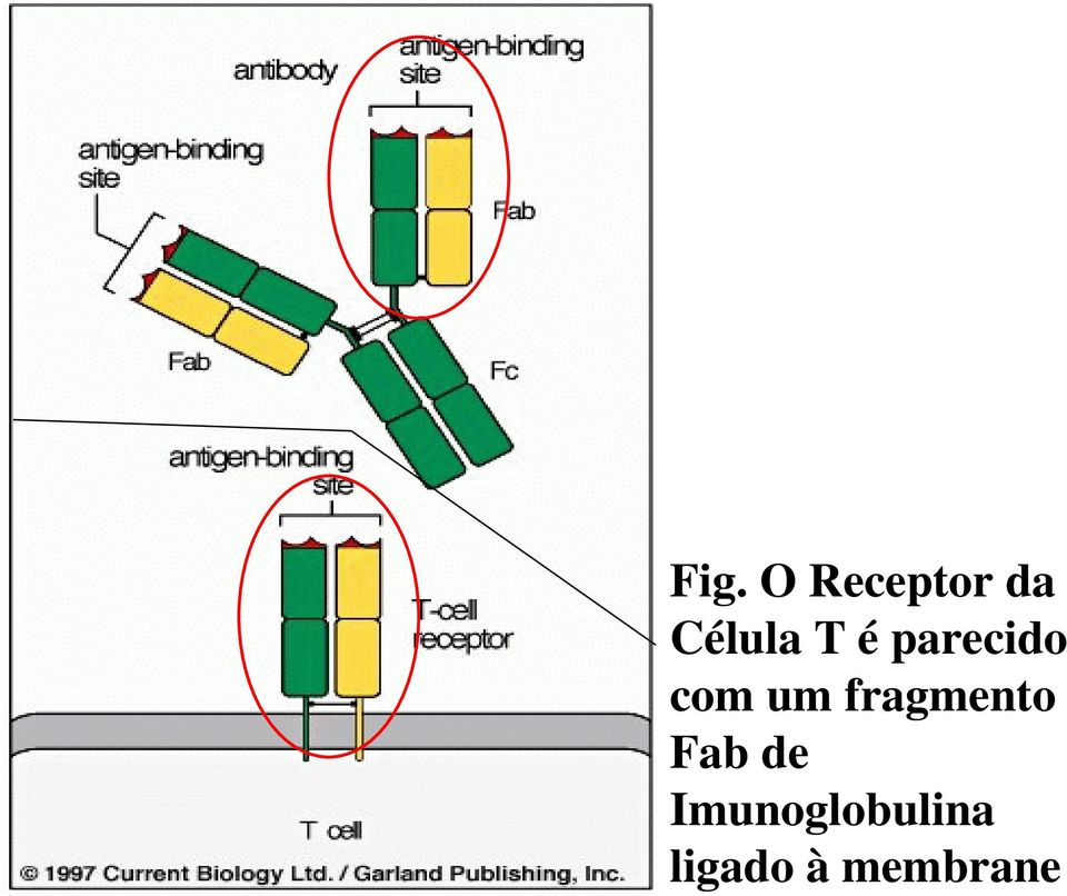 um fragmento Fab de