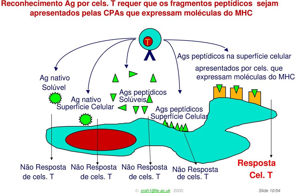 Ag nativo Superfície Celular YT Ags peptídicos Solúveis Ags peptídicos Superfície Celular Ags peptídicos na