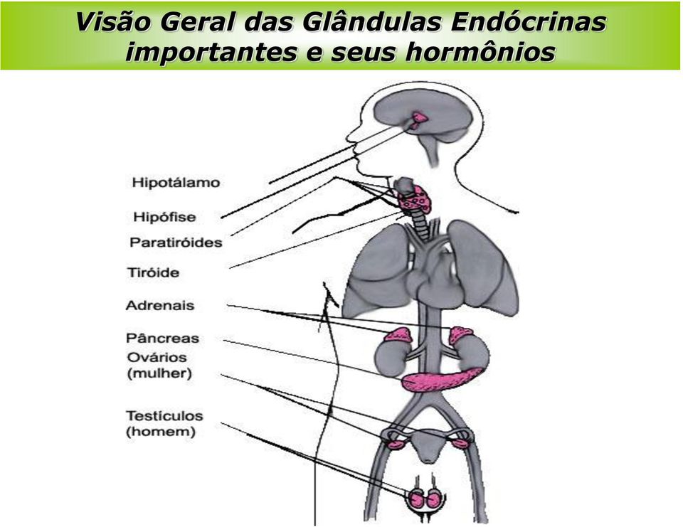 Endócrinas