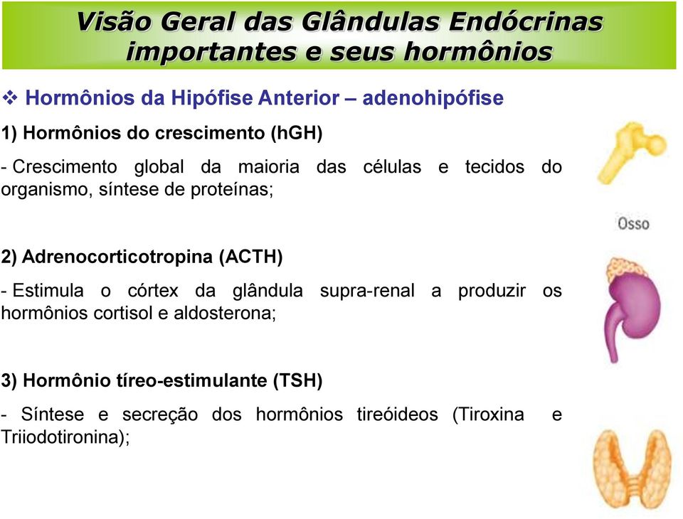 proteínas; 2) Adrenocorticotropina (ACTH) - Estimula o córtex da glândula supra-renal a produzir os hormônios