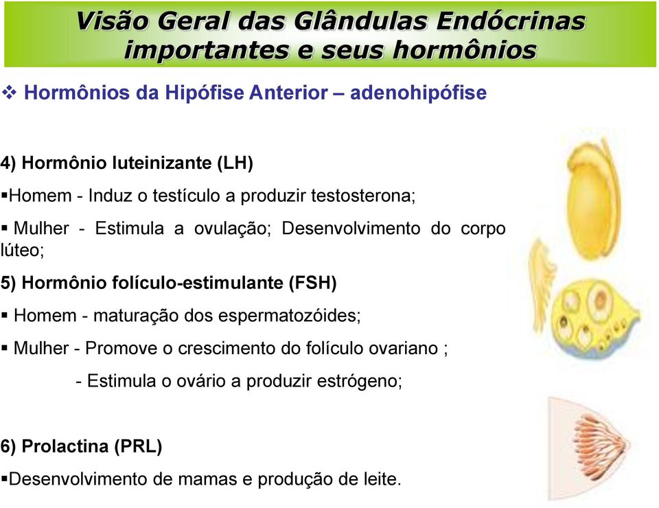 lúteo; 5) Hormônio folículo-estimulante (FSH) Homem - maturação dos espermatozóides; Mulher - Promove o crescimento do