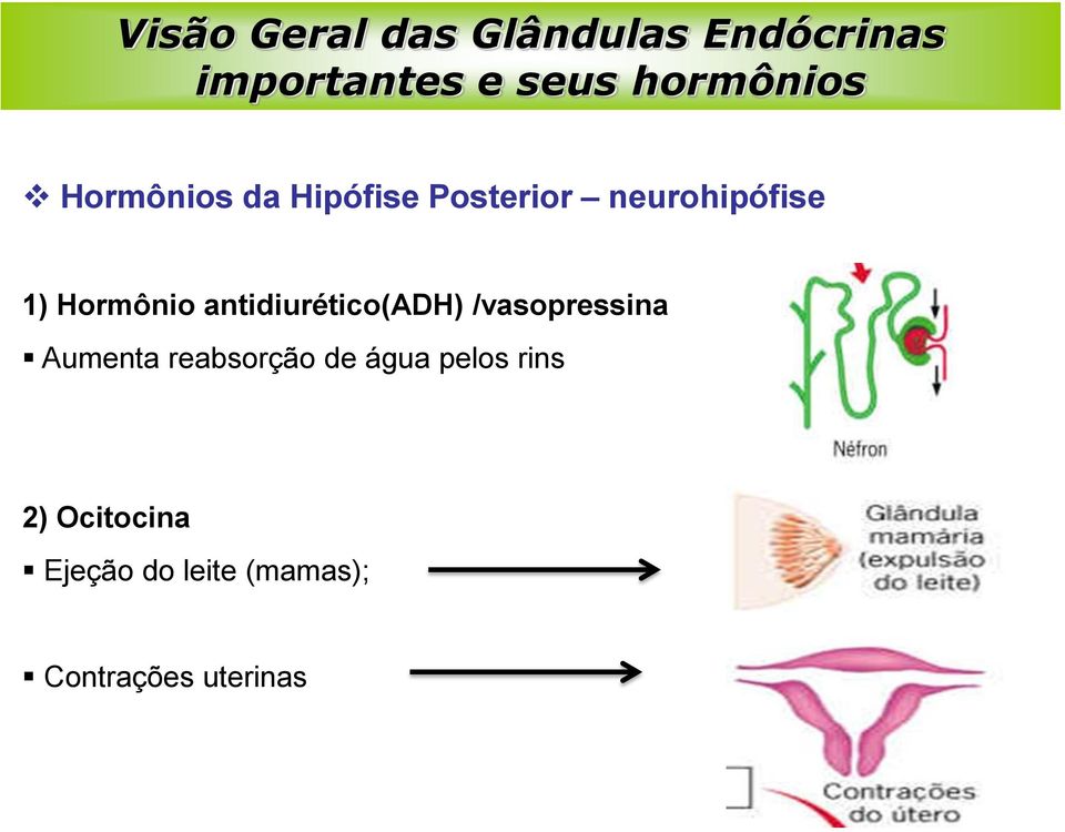Hormônio antidiurético(adh) /vasopressina Aumenta reabsorção