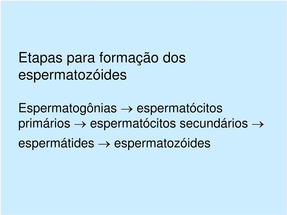 espermatócitos primários