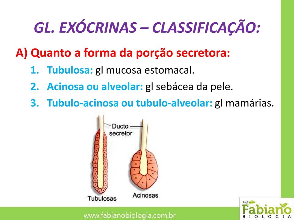 Tubulosa: gl mucosa estomacal. 2.