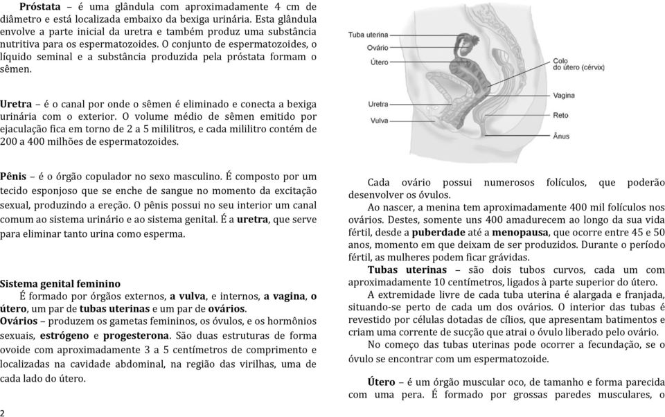 O conjunto de espermatozoides, o líquido seminal e a substância produzida pela próstata formam o sêmen. Uretra é o canal por onde o sêmen é eliminado e conecta a bexiga urinária com o exterior.