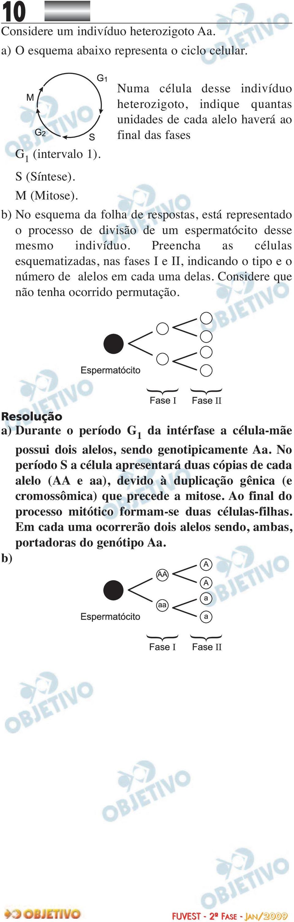 b) No esquema da folha de respostas, está representado o processo de divisão de um espermatócito desse mesmo indivíduo.