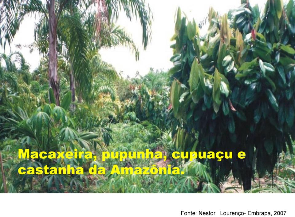 Amazônia.