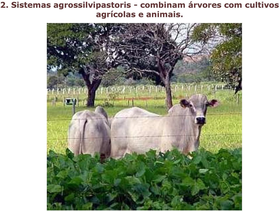 combinam árvores com