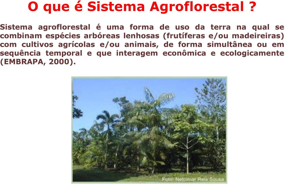 espécies arbóreas lenhosas (frutíferas e/ou madeireiras) com cultivos